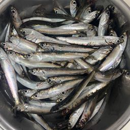 カタクチイワシ