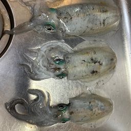 アオリイカ