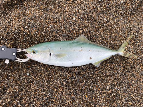 ワカシの釣果