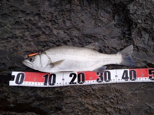 ヒラスズキの釣果