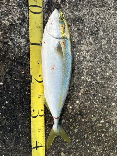 ハマチの釣果