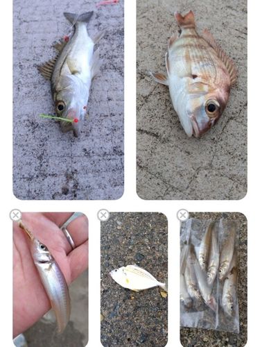 キスの釣果