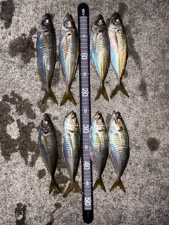 アジの釣果