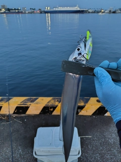 タチウオの釣果