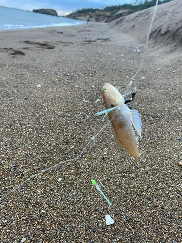 エソの釣果