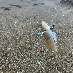 エソ