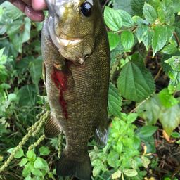 スモールマウスバス