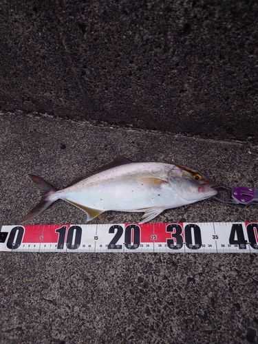 ショゴの釣果