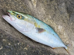 ワカシの釣果