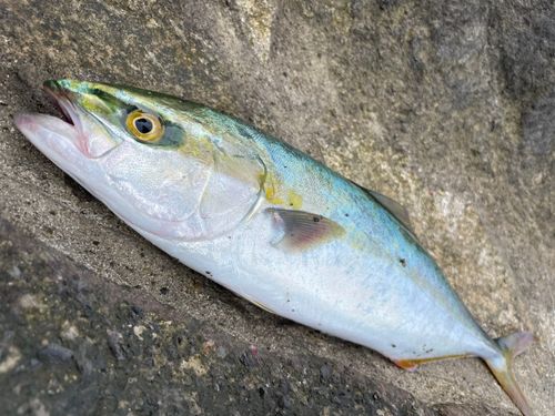 ワカシの釣果