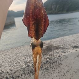 アオリイカ
