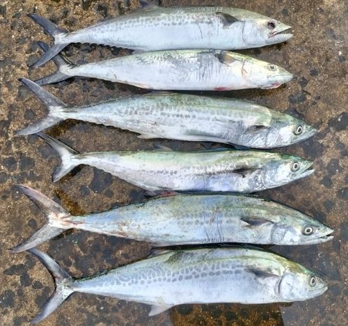 サゴシの釣果