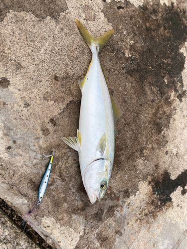 コゾクラの釣果
