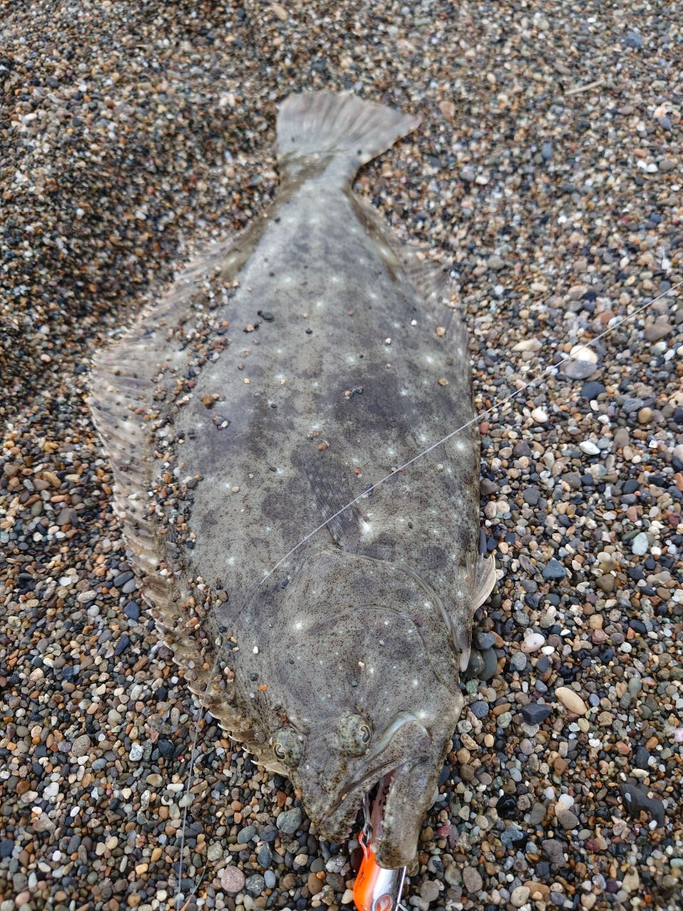 ヒラメ