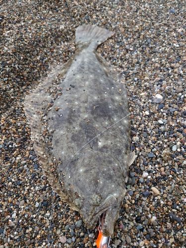 ヒラメの釣果