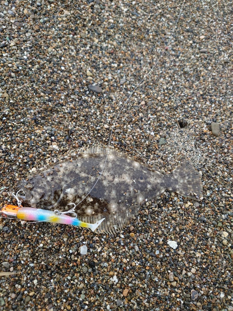 ヒラメ