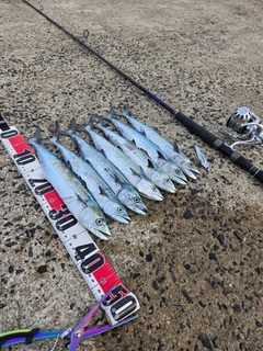 サゴシの釣果
