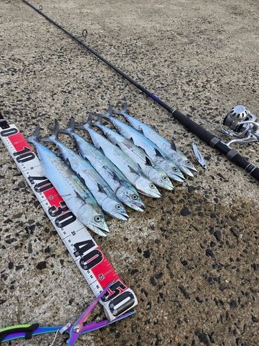サゴシの釣果