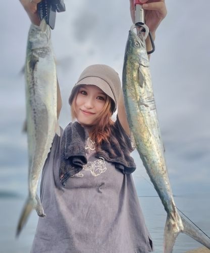 サゴシの釣果