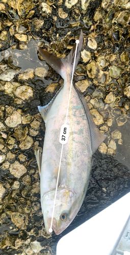 シオの釣果
