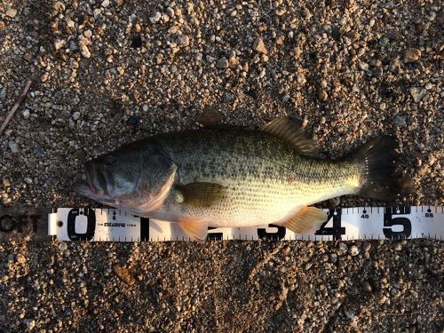 ブラックバスの釣果