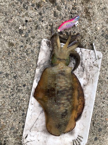 アオリイカの釣果