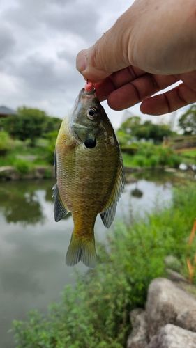 ブルーギルの釣果