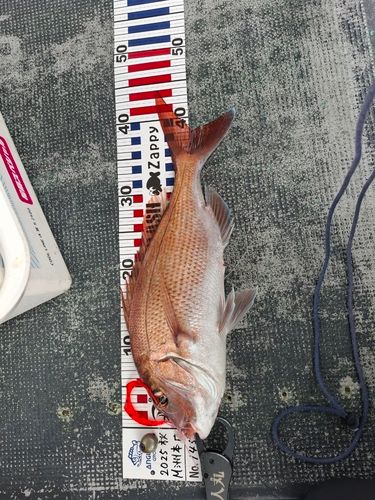 マダイの釣果