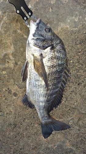 クロダイの釣果