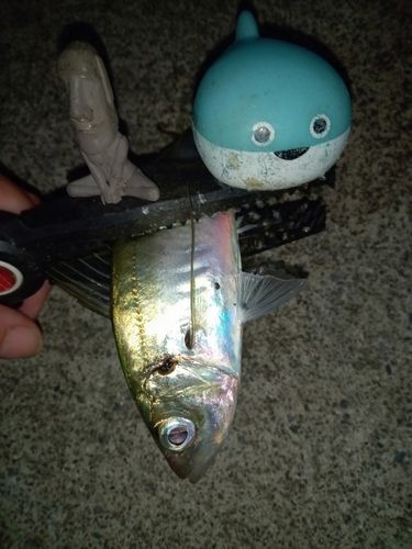 マアジの釣果