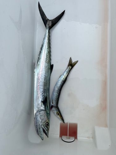 サゴシの釣果