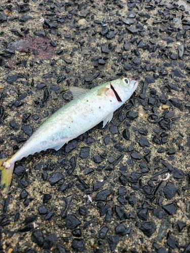 サバの釣果
