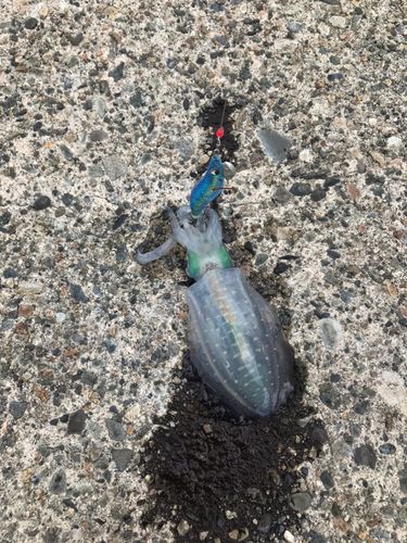釣果