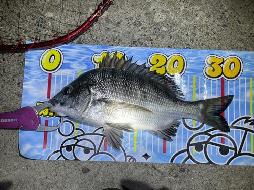 チヌの釣果