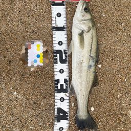 セイゴ（ヒラスズキ）