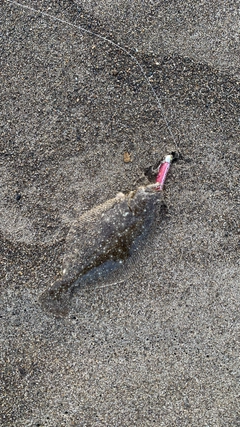 ソゲの釣果