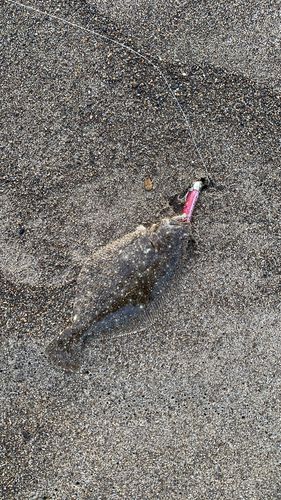 ソゲの釣果