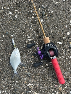 コバンアジの釣果
