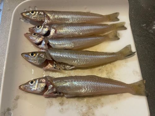 キスの釣果