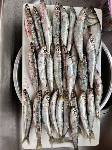 ウルメイワシの釣果