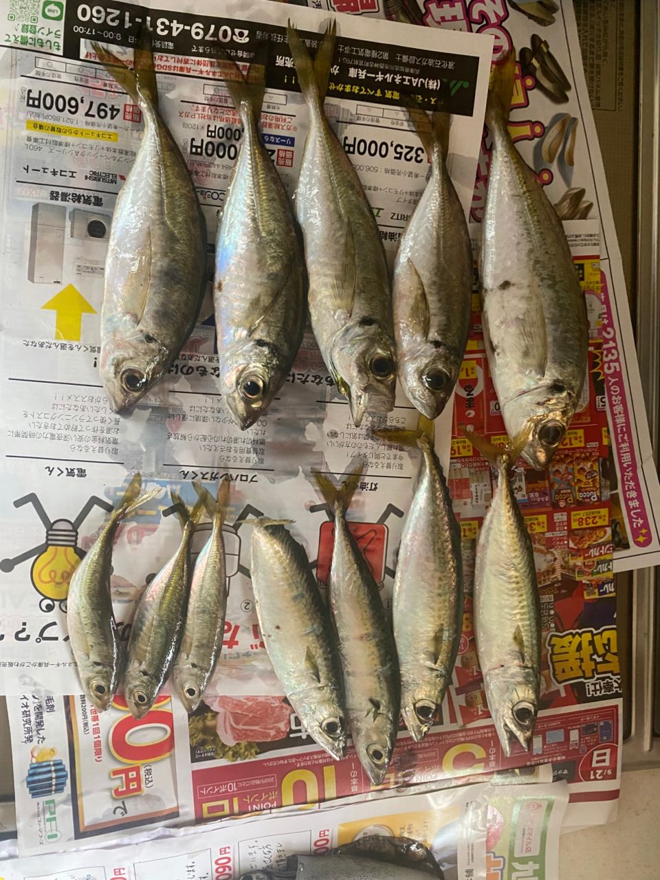 アジ