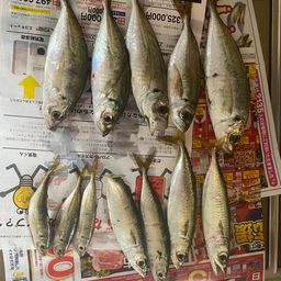 アジ