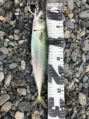サバの釣果