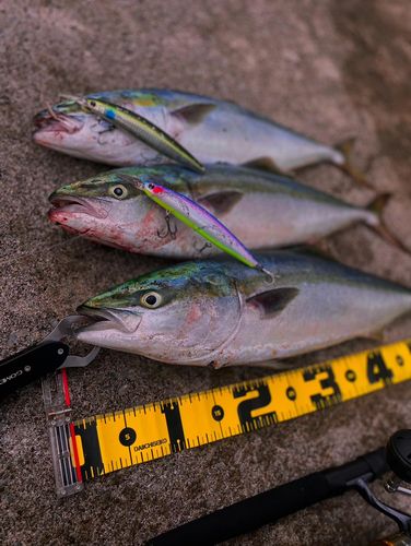 ワラサの釣果