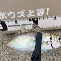 アジ
