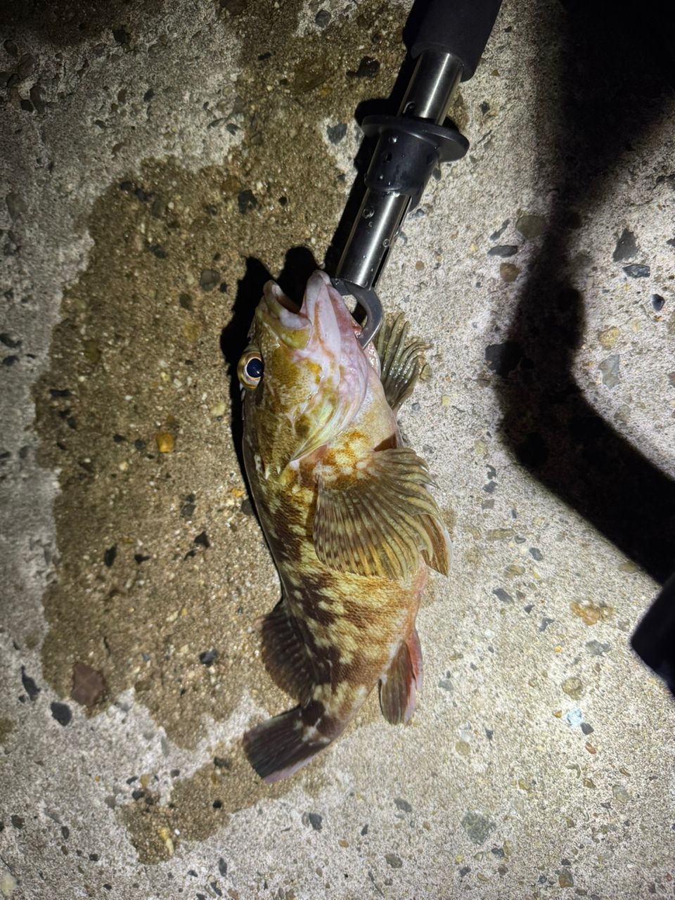 カサゴ