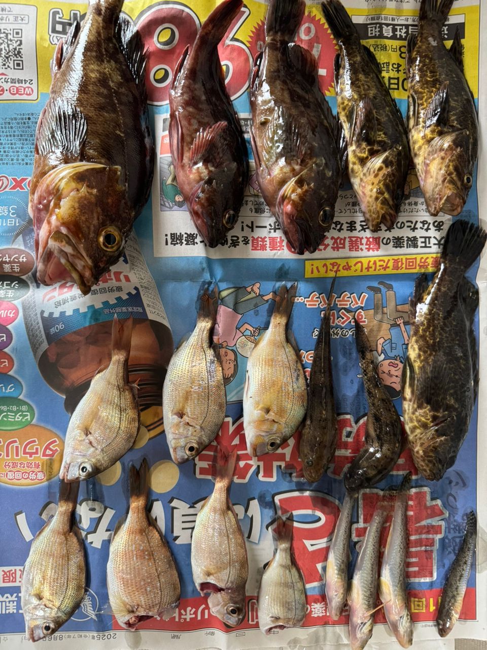 カサゴ