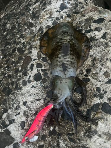アオリイカの釣果