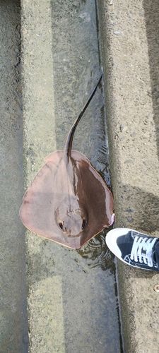 エイの釣果