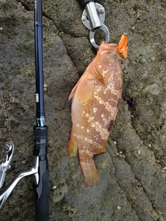 キジハタの釣果